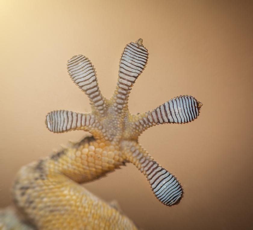 Macro photo of gecko feet clinging on glass